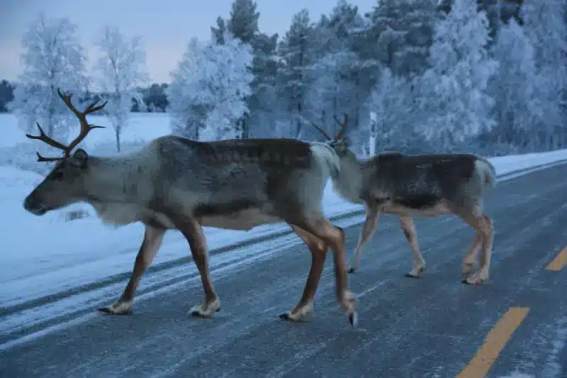 Road trip Laponie hiver
