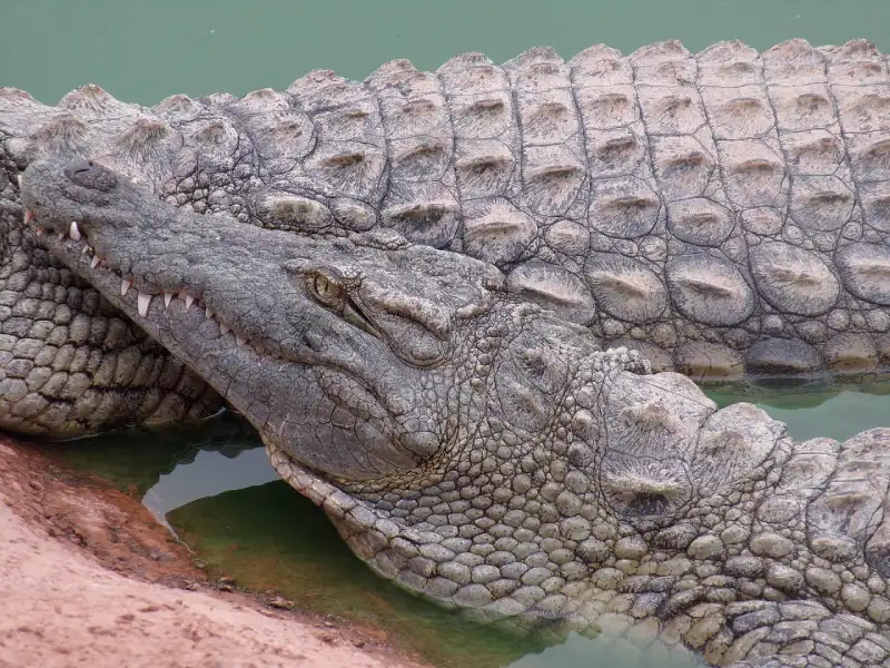 crocoparc agadir duree visite