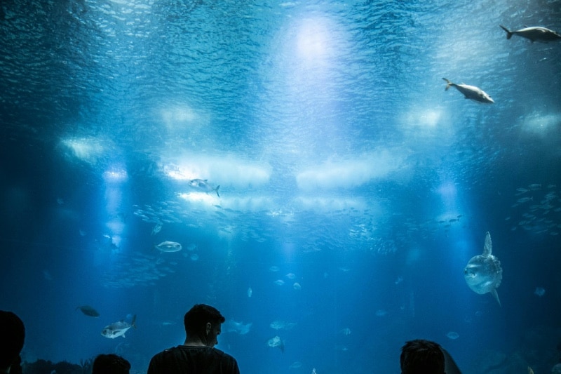 que voir aquarium Lisbonne